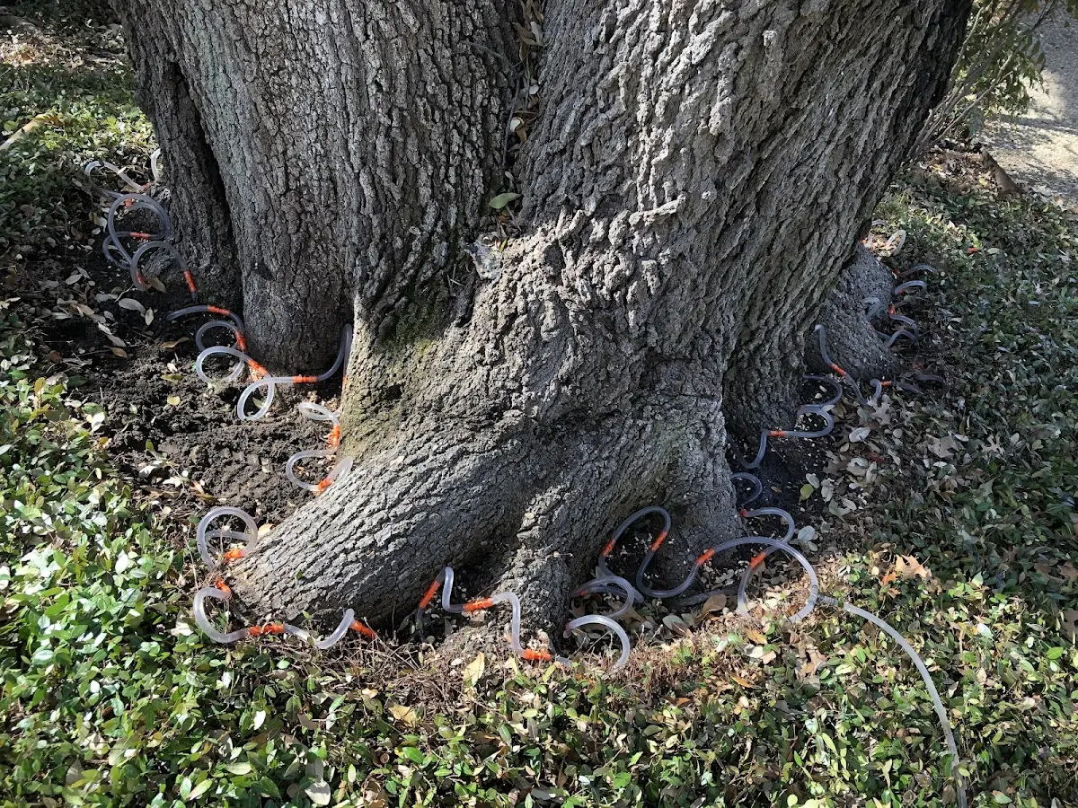 Detailed Tree Cabling and Bracing job site in River Pines