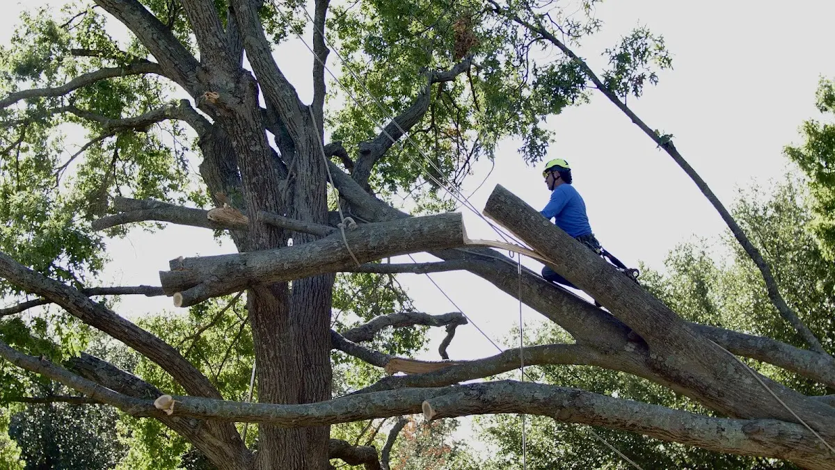 Professional Crown Thinning performed by certified arborists in River Pines