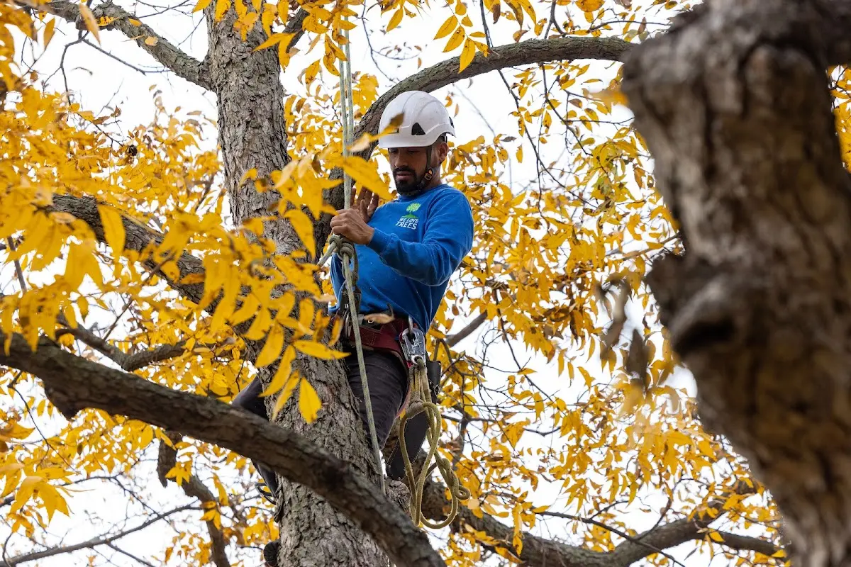 Skilled Tree Trimming crew working in River Pines